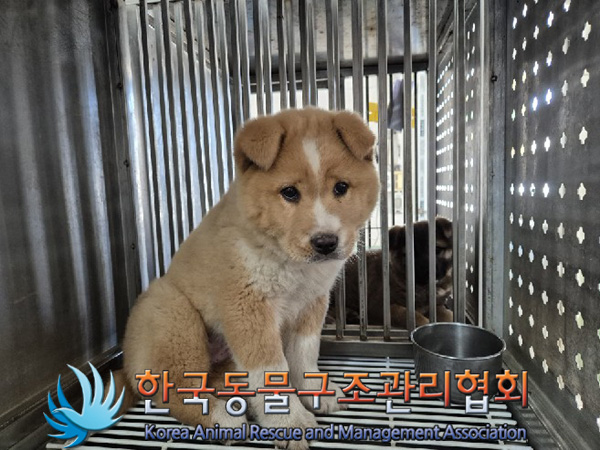 한국동물구조관리협회_441406202500069
